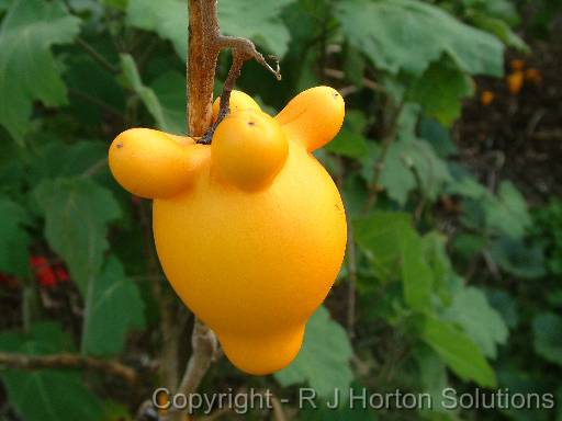 Solanum mammosum cow udder plant 